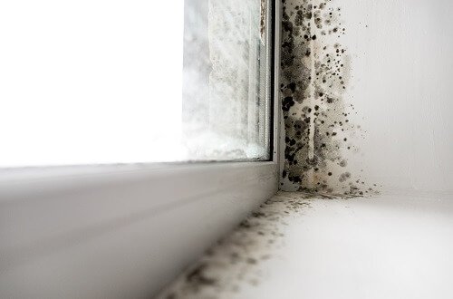 Mold_Inspections
